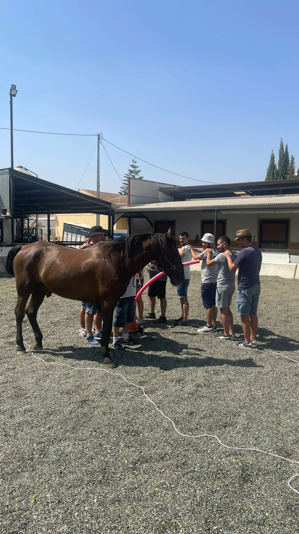 Un grupo trabajando a pie con un caballo durante una sesión de coaching